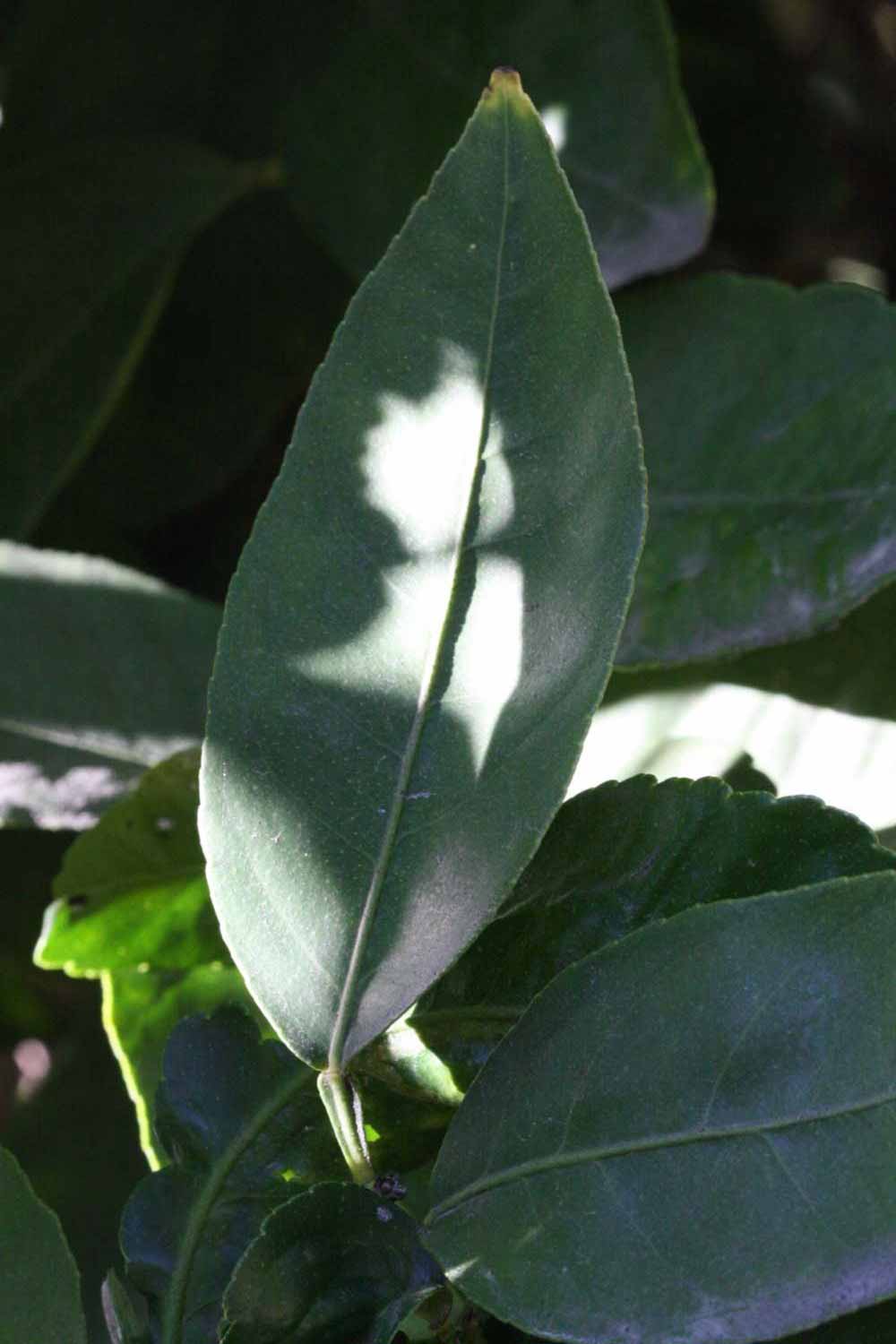              Unifoliolate leaf (Riverside, CA)       